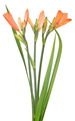 red isolated small lily flower bunch