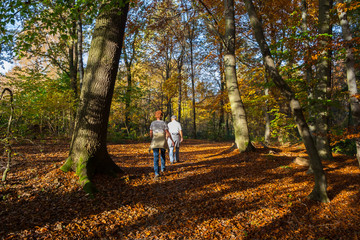 Fototapeta premium Golden agers walking through the woods