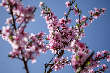 Apricot Blossom in Wachau in Lower Austria 