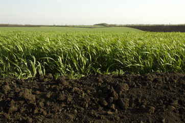 soil and green grass with field and sky
