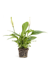 Houseplant Spathiphyllum with root isolated on white