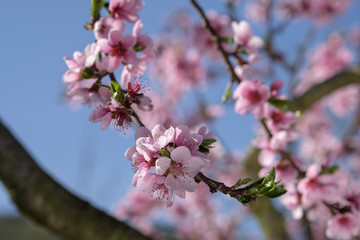 Apricot Blossom in Wachau in Lower Austria 