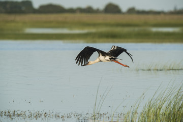 Maguari Stork, Argentina