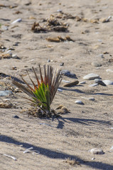 The palm plant on the beach