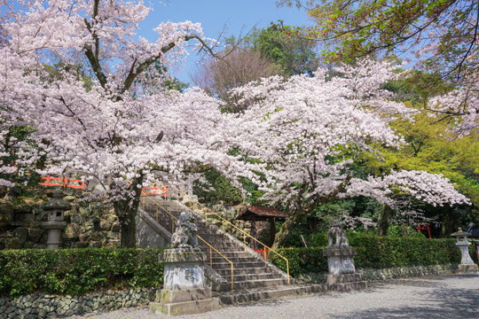 京都　建勲神社の桜