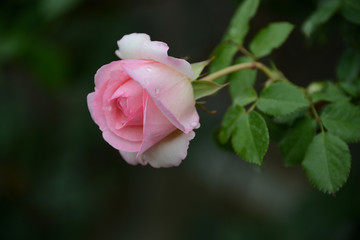 バラ　趣味でバラを見に行った。