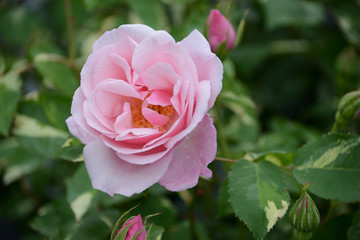 バラ　趣味でバラを見に行った。