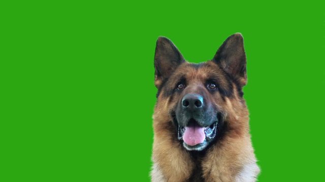 muzzle of a German shepherd on a green screen