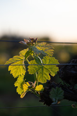 Obraz premium New bug and leaves sprouting at the beginning of spring on a trellised vine growing in bordeaux vineyard