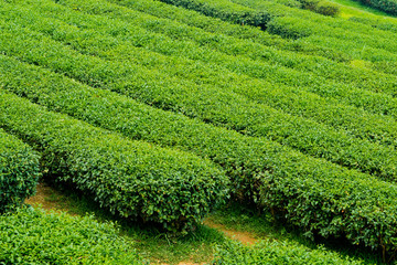 Tea Plantation, Oolong tea farm, green landscape background, green leaf