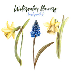 Watercolor Hand painted handpaint set of objects. floral flowers  white background isolated yellow daffodils  blue grape hyacinth - 203384793