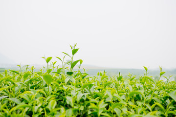 Tea Plantation, Oolong tea farm, green landscape background, green leaf