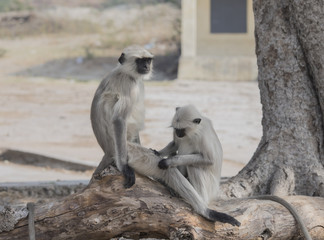 Indian Monkey also know as Indian langur, Hanuman langur, ape, semnopithecus