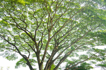 landscape, tree forest sky, big tree 