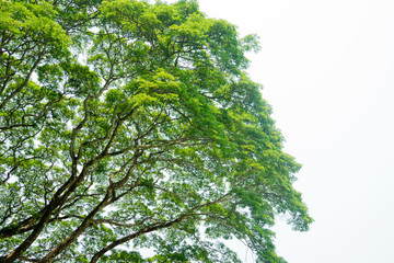 Fototapeta premium landscape, tree forest sky, big tree 