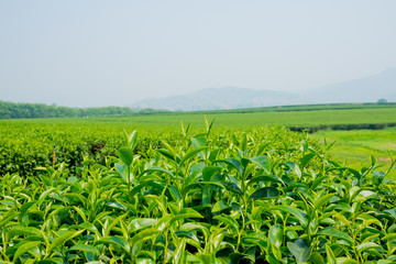 Tea Plantation, Oolong tea farm, green landscape background, green leaf