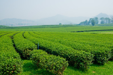 Fototapeta na wymiar Tea Plantation, Oolong tea farm, green landscape background, green leaf