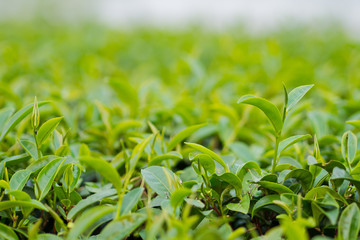 Tea Plantation, Oolong tea farm, green landscape background, green leaf