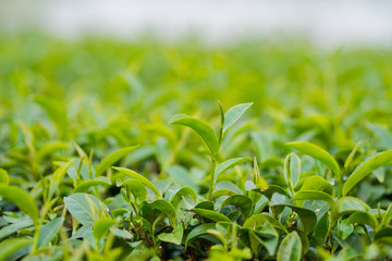Tea Plantation, Oolong tea farm, green landscape background, green leaf