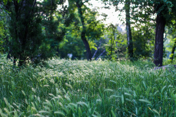 green grass in the forest