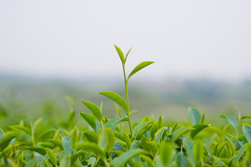 Tea Plantation, Oolong tea farm, green landscape background, green leaf