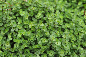 Obraz premium Green plant