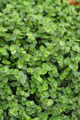 Fototapeta premium Green plant