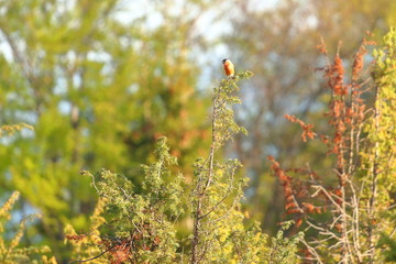 Bullfinch on tree