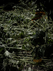 植物 花 ひまわり