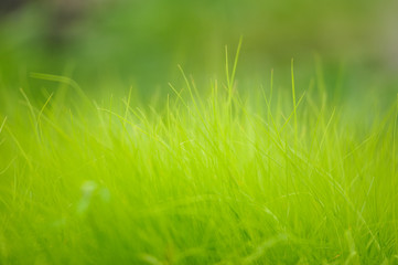 Fresh green grass close up.