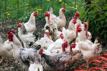galli e galline nel pollaio