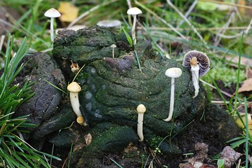 Dung roundhead, also called the halfglobe mushroom, Psilocybe semiglobata