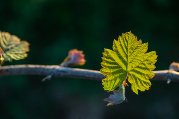 New bug and leaves sprouting at the beginning of spring on a trellised vine growing in bordeaux vineyard