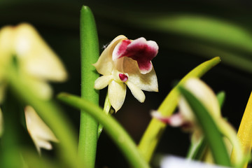 The orchids or Orchidaceae (Orchidaceae) are a worldwide plant family. 
