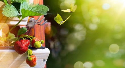 Summer fruit background; fresh  Strawberry on a green garden background - obrazy, fototapety, plakaty
