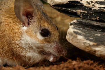 closeup portrait of young female spiny mouse (Acomys cahirinus)  eats insect  inside of hole.