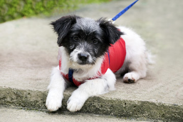 The look of white puppies black spots on concrete background.