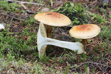 Cortinar webcap mushroom, Cortinarius aureofulvus