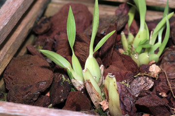 The orchids or Orchidaceae (Orchidaceae) are a worldwide plant family. 

