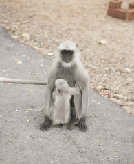 Indian Monkey also know as Indian langur, Hanuman langur, ape, semnopithecus
