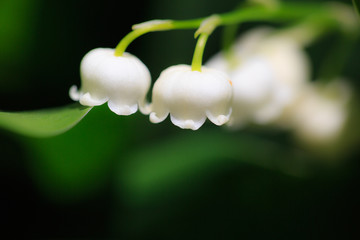 植物 花 すずらん