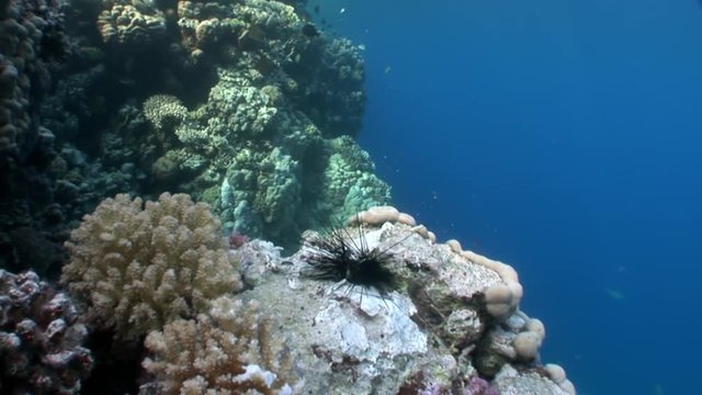 Fish eat dead black sea urchin Echinothrix diadema underwater. Colorful world of wild marine nature on background of beautiful lagoon. Awesome video of wildlife in Egypt.