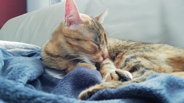 le chat fait la toilette de ses pattes