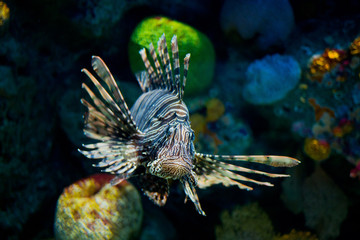 Naklejka na ściany i meble lion fish, fish at aquarium, under water, animals