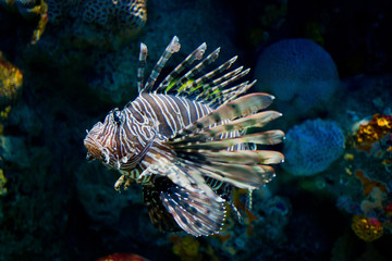 Fototapeta na wymiar lion fish, fish at aquarium, under water, animals