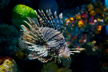lion fish, fish at aquarium, under water, animals