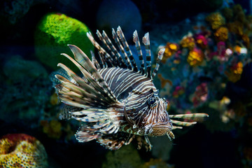 lion fish, fish at aquarium, under water, animals