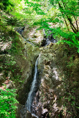 Fototapeta na wymiar 新緑の木と滝