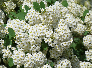 White flowers in spring time closeup