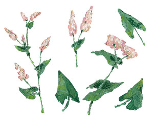 Buckwheat plant oil painting illustration.